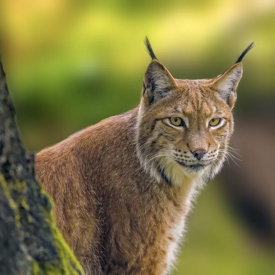 Urma linxului